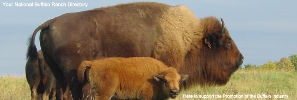 EatBisonMeat.com  ,   - Phone: 