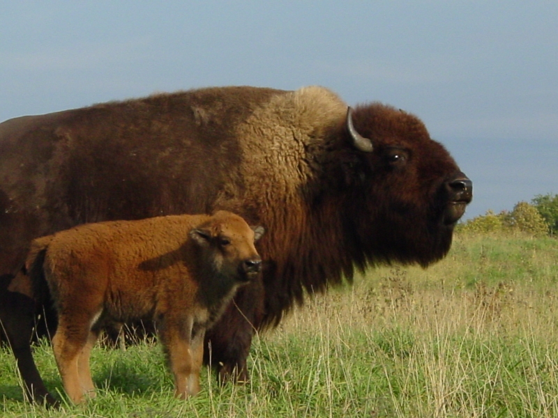 Eat Bison Meat